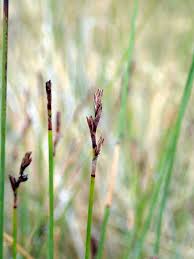 Image result for Maerua juncea