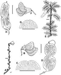 Image result for Ormocarpum schliebenii
