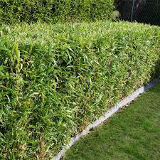 Check spelling or type a new query. Multiplex Bamboos For Sale Fastgrowingtrees Com