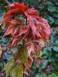 Image result for Acalypha ambigua