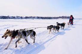 What about the diet of a sled dog? All About Sled Dogs Lake Minnetonka Klondike Dog Derby