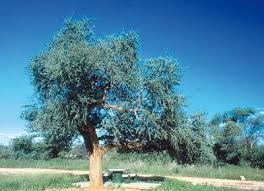 Image result for Boscia albitrunca