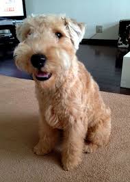 Image result for lakeland teriér