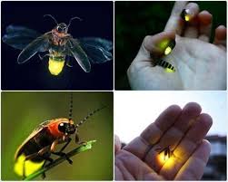 National Turkiye On Twitter Firefly Animals Bugs And Insects