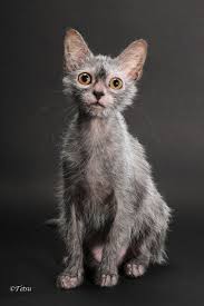 Lykoi Kitten For Sale Werewolf Cats Wolf Cats Natural Mutation Lykoi Kittens For Sale Werewolf Cat Cats Cat Breeds