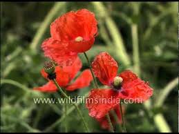 Check spelling or type a new query. Poppy Flowers In An Indian Garden Youtube