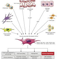 For the water signs, cancer is a ​ cardinal sign, scorpio is a ​ fixed sign, and pisces is a ​ mutable sign. Frontiers Alteration Of The Antitumor Immune Response By Cancer Associated Fibroblasts Immunology