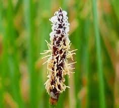 Image result for Eleocharis atropurpurea