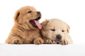 Trumpeter's golden retrievers trumpeter's golden retrievers trumpeter's golden retrievers. The Miniature Golden Retriever Small Teacup Totally Goldens