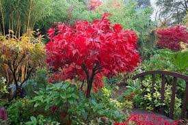 Fiery Red Foliage Of Acer Palmatum Osakazuki In Autumn Acer Palmatum Hardy Plants Plants