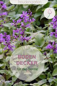 Die Schonsten Bodendecker Fur Die Sonne Bodendecker Pflegeleichte Pflanzen Pflanzen