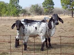 Black And White Cow Breed Name Brahman Animals Cattle Cow Calf