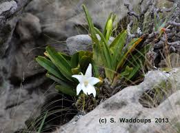 Image result for Jumellea usambarensis