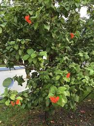 Florida tree with orange blossoms. Plant Identification Closed Small Tree With Bright Orange Flowers South Florida 3 By Brajesh