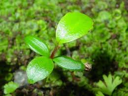 Image result for Aphloia theiformis