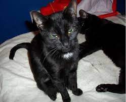 Cat Breed Dsh Cute Cats Pictures Cat Breeds Cute Cats Cat Pics