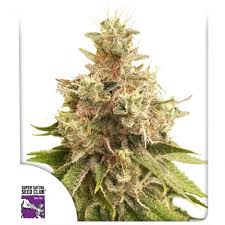 Haze is light mist , caused by particles of water or dust in the air, which prevents you. Golden Apple Haze