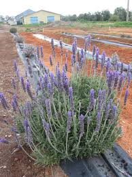 Image result for Lavandula dentata
