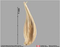 Image result for Cenchrus unisetus