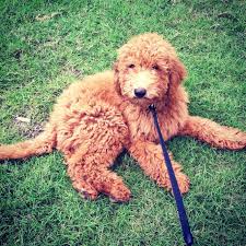 Most likely you have seen a neighbor or stranger on the street. F1b Goldendoodle Puppies For Sale Off 50 Www Usushimd Com