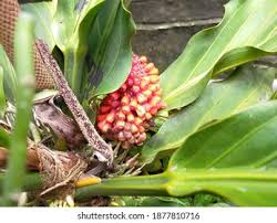 Image result for Palisota schweinfurthii