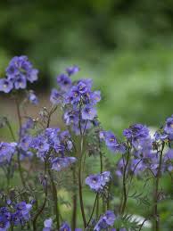 Jakobsleiter Purple Rain Polemonium Yezoense Purple Rain Jakobsleiter Lila Regen Pflanzen