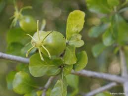 Image result for Gardenia cornuta