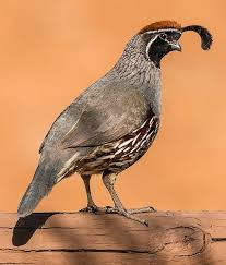 Birds Of Arizona Desert An Arizona Icon Pet Birds Desert Animals Bird Dogs