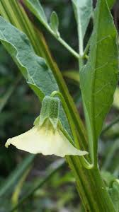 Image result for Physalis viscosa