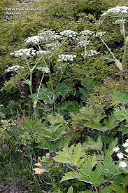 Image result for Aphloiaceae