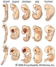Image result for human embryo