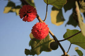 Image result for Broussonetia