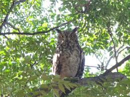 The latest tweets from owl pest control dublin (@owlpestcontrol). Help Protect Our Owls Benoni City Times