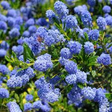 Ceanothus tree with blue flowers uk. 70 80cm Standard Lollipop Stem Potted Californian Lilac Evergreen Ornamental Trees For Small Gardens Incl Pot