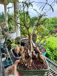Image result for Euphorbia platyrrhiza