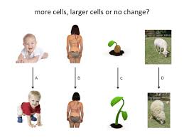 I've included a color and black and white version, as well as a key.the zip file has a pdf student version for posting on personal sites, such as google classroom or canvas. Cell Division Teaching Resources The Science Teacher