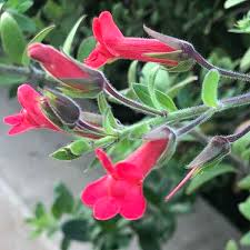 Image result for Cienfuegosia gerrardii