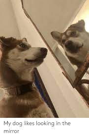My Dog Likes Looking In The Mirror Mirror Meme On Me Me