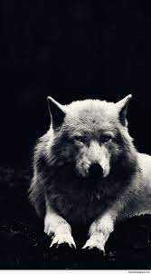 Home » hd wallpapers » white wolf wallpaper hd for mobile. White Wolf Android Hd Wallpapers Wallpaper Cave