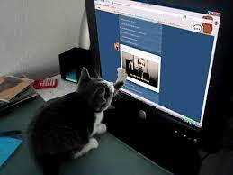 Let S Not Even Forget About Stalking Their Social Media Accounts Cat Gif Funny Cat Videos Funny Gif