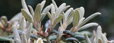 Wenn der rhododendron aufgrund innerer verkahlung stärker zurückgeschnitten werden soll, sollten sie dies bereits vor der blüte im herbst oder frühjahr tun, sodass beim rückschnitt keine. Rhododendron Schneiden Wie Und Wann Stockmann Baumschulen