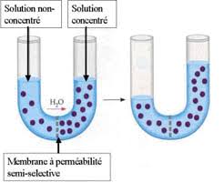 Vous ne pouvez lire le monde que sur un seul appareil à la fois (ordinateur, téléphone ou tablette). La Membrane Cellulaire Biologie30