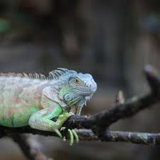 Do rhino or cuban rock iguanas make better pets? A Guide To Caring For Iguanas As Pets