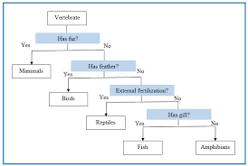 If there is a dichotomy between two things, there is a very great difference or. Difference Between Dichotomous Key And Taxonomic Key Compare The Difference Between Similar Terms