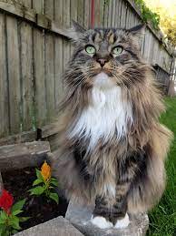 Maybe you would like to learn more about one of these? Ragdoll Cat Forum