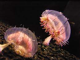 File Flower Hat Jellyfish 1 Jpg Wikipedia