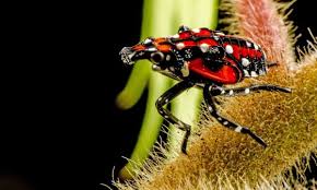 Image result for Cuscuta kilimanjari