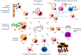 What are the easiest video live streaming services? Frontiers More Than Just Attractive How Ccl2 Influences Myeloid Cell Behavior Beyond Chemotaxis Immunology