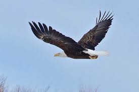 There are clouds in the sky but there is a clear view in the bright sun. Bald Eagle Flight 1254 Photograph By Michael Peychich