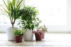 Maybe you would like to learn more about one of these? 5 Best Smelling Houseplants Gardenia Lavender And Citrus